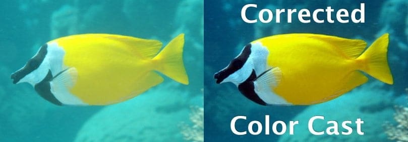 White Balance: Corrected Color Cast
