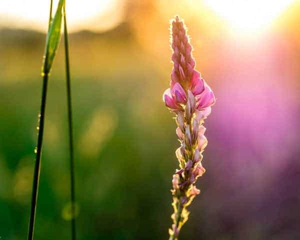 golden hour photography
