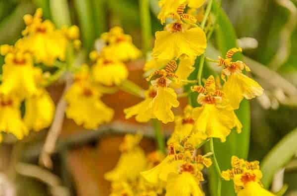 At the Flower Show by Rajib Mukherjee