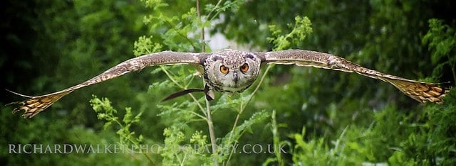 How to photograph a flying birds: Sample image of a gliding owl in flight