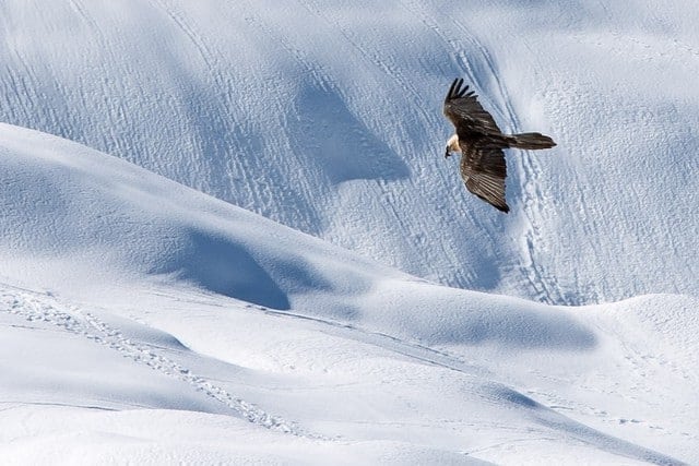 How to Photograph Flying Birds with a kit lens: Flying Vulture Captured with a Kit Lens: Keep in Mind the Rule of Third