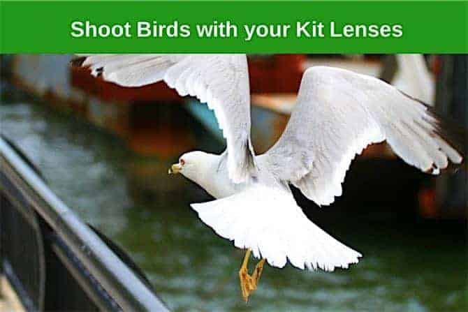 How to Photograph Flying Birds with a Kit Lens
