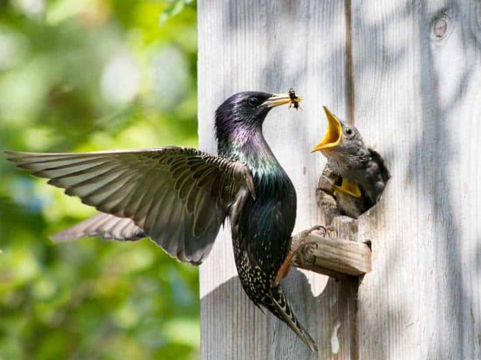 Photographing Birds Photographing Birds