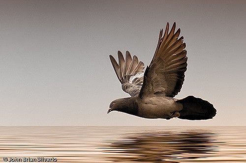 Photographing Flying Birds in the Wild with Telephoto Lens and High ISO