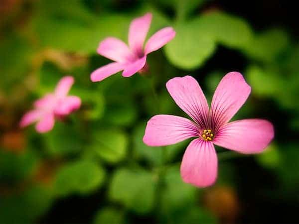 Flowers Dream by Marcelo César Augusto Ro
