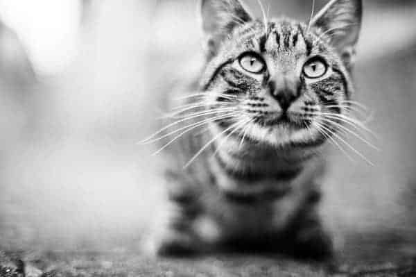 focus by 55Laney69