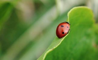 Close up with a Macro Lens