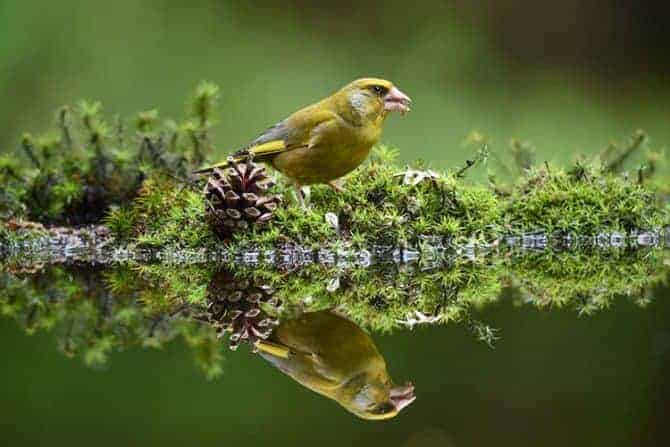 Sample Image: Nikkor 200-500mm f/5.6E ED VR Telezoom