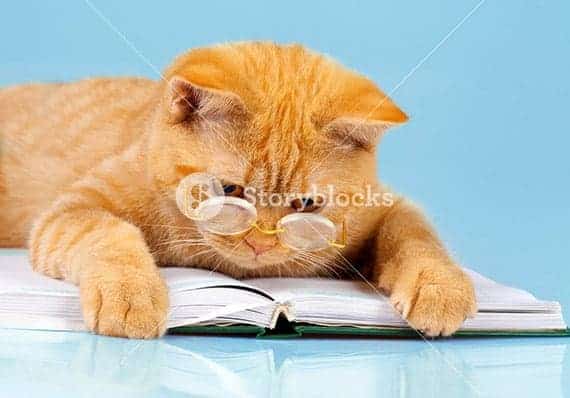 Storyblocks Review cat reading book stock photography