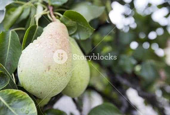 Storyblocks Review pear stock photography