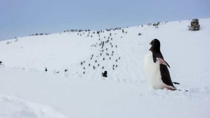 Antartica Photography Guide