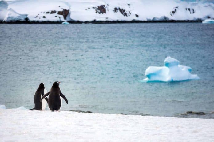 Antarctica Photo Tip: Get a Zoom lens to capture the Wildlife