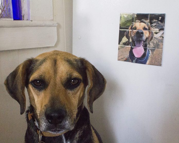 CanvasPop Magnets Review