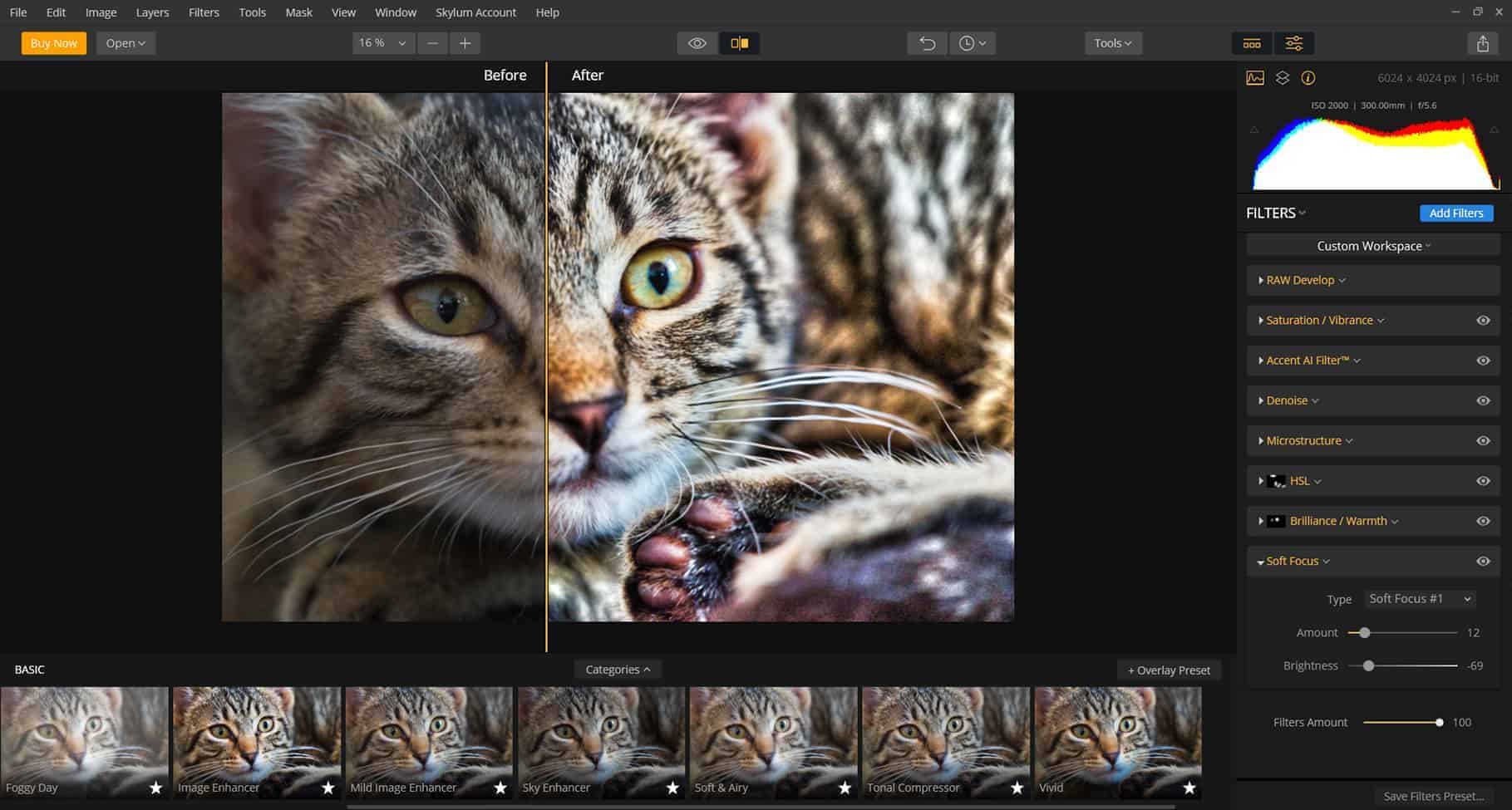 citty cat photography