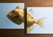 best canvas prints compared 6 amazing picks in 2018