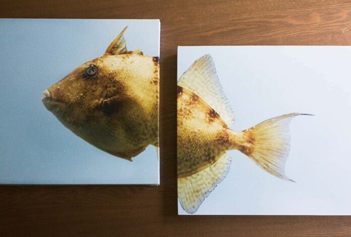 Canvas Champ split canvases