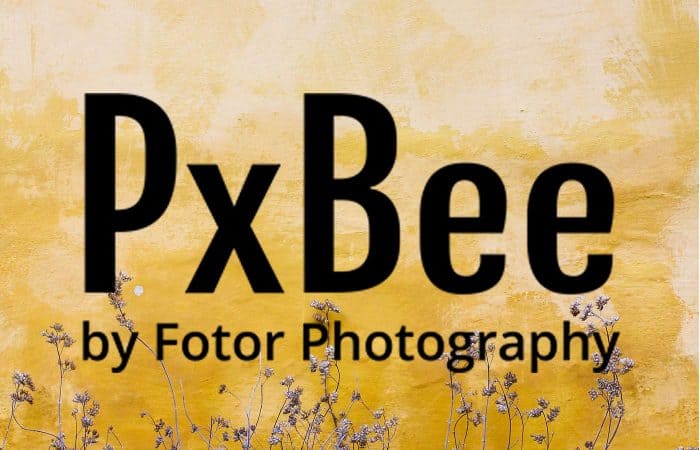 PxBee the new stock photo platform by Fotor