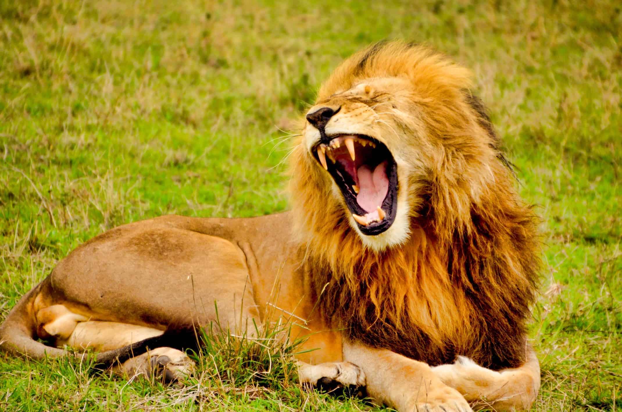 Best Nikon Telephoto Lenses for Wildlife photography from Nikon