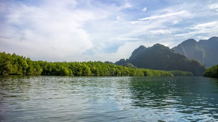 What to photograph in Thailand - Mangrove Forests