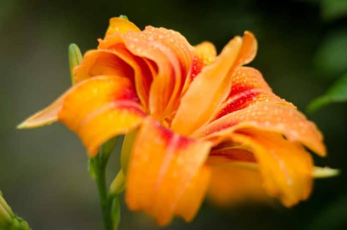 sikkim, flowers, flora