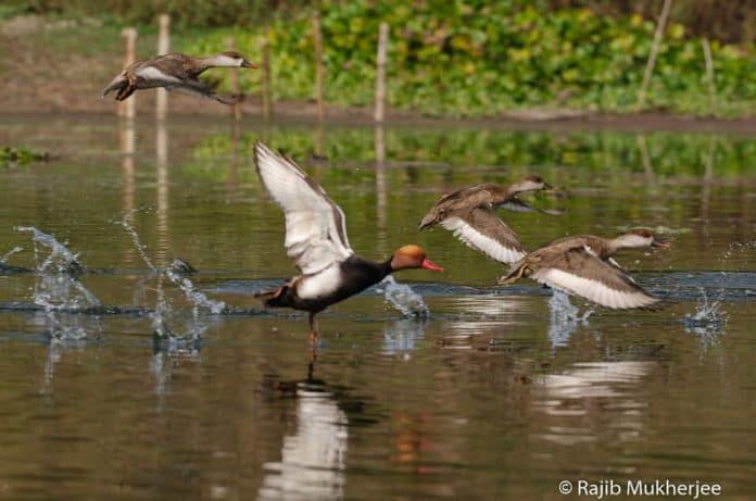 Nikkor 200-500mm f/5.6 ED VR autofocus test ducks on water