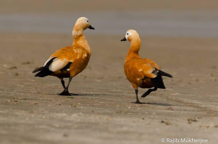two ducks with Nikkor lens