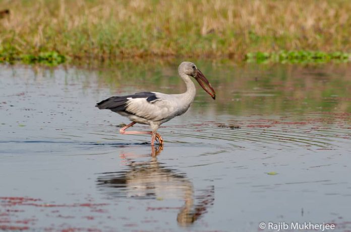Nikkor 200-500mm f/5.6 ED VR sharpness test bird walking