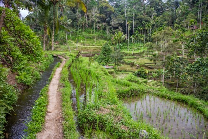 Essential travel photography gear - Rice terraces in Bali