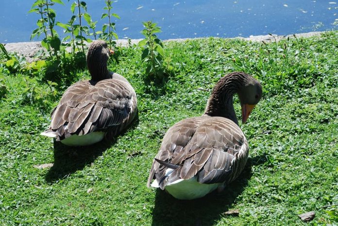 Ducks sunbathing in St. James Park, London