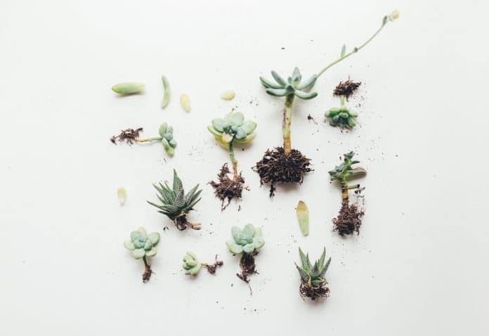 succulent flat lay