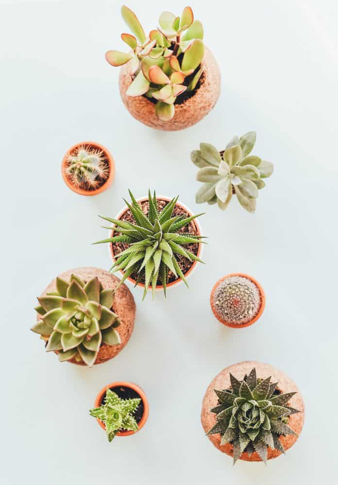 succulent flat lay