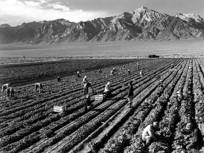 A striking black-and-white photograph showcasing farmworkers in a vast field, with rows of crops and majestic mountains in the background. It captures hard work and natural.