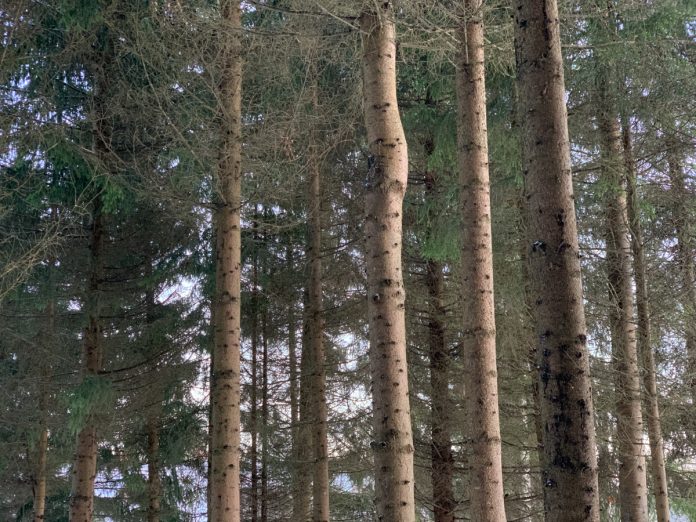 Sharp smartphone photography