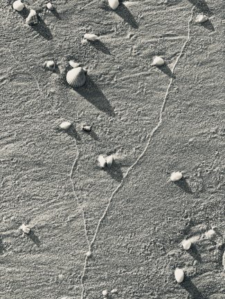 Shells on beach