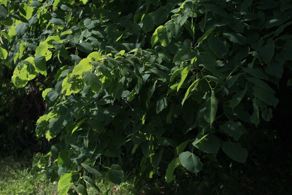 Mix of shadowy and well-lit green leaves under bright sun with a polarization effect