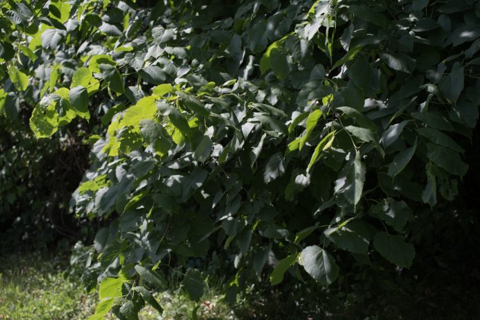 foliage without a polarizing filter