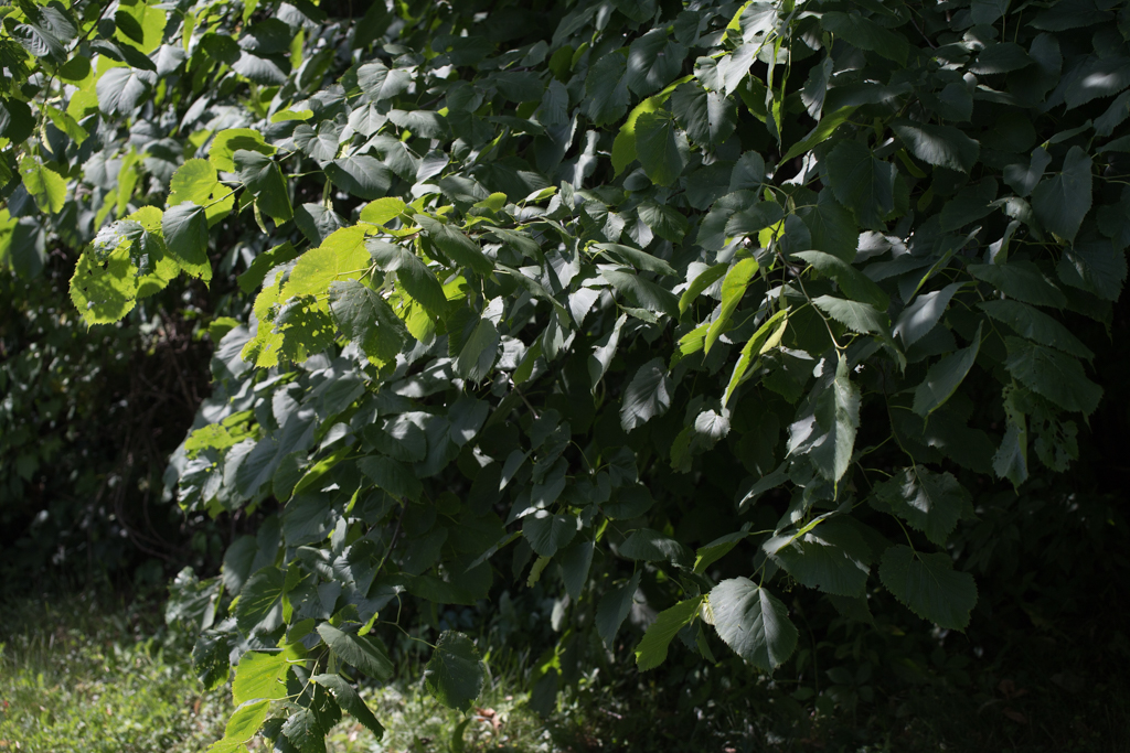 Mix of shadowy and well-lit green leaves under bright sun without a polarization effect