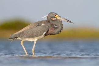 Bird photography