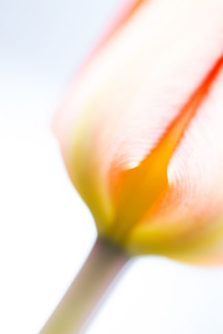 Abstract flower photography