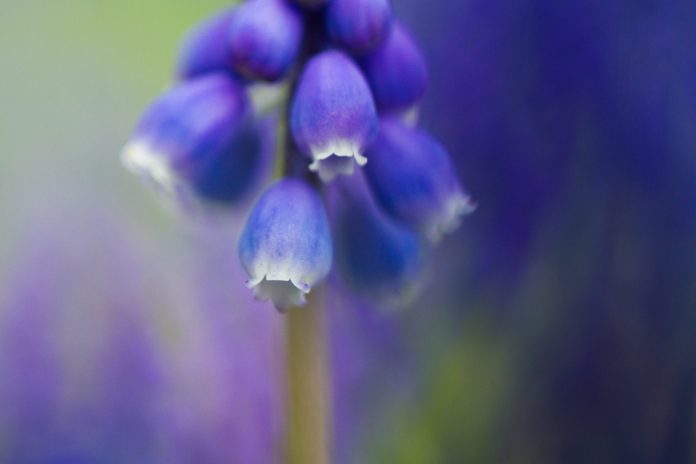 grape hyacinth macro lighting