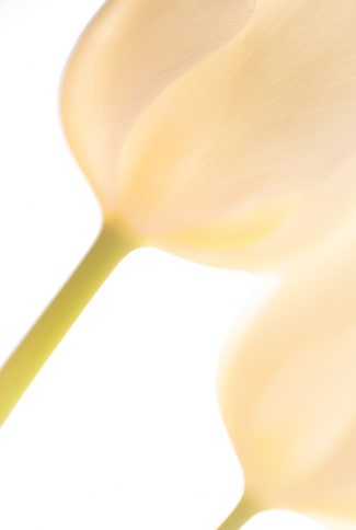 tulip backlit