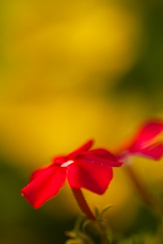 golden-hour frontlight flowers