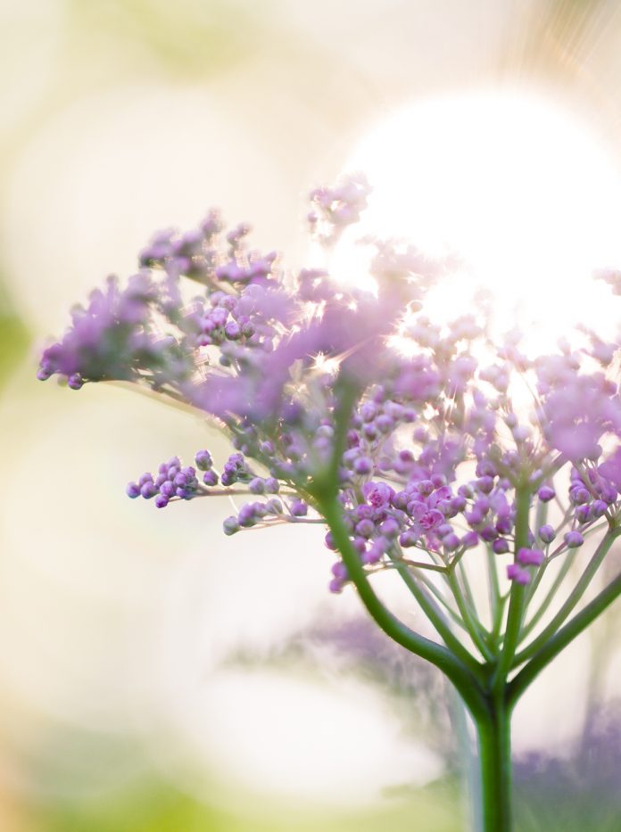 backlit flower macro photography lighting