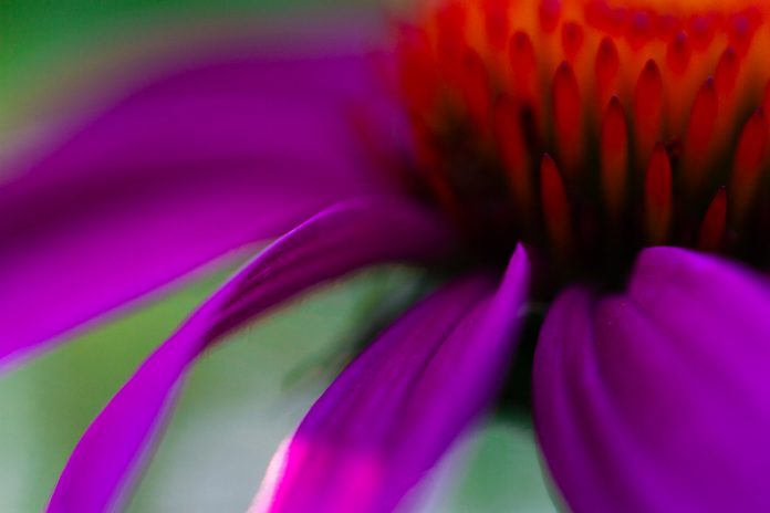 coneflower