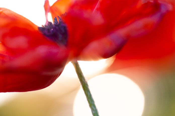 backlit poppy