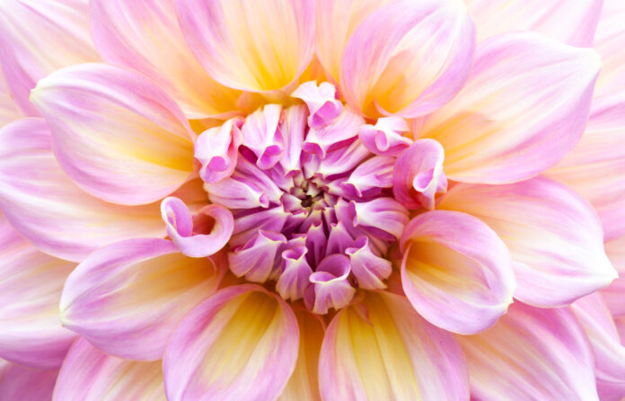 dahlia macro close-up