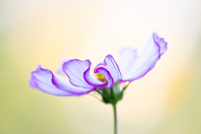 sun-shade technique cosmos backlight macro lighting