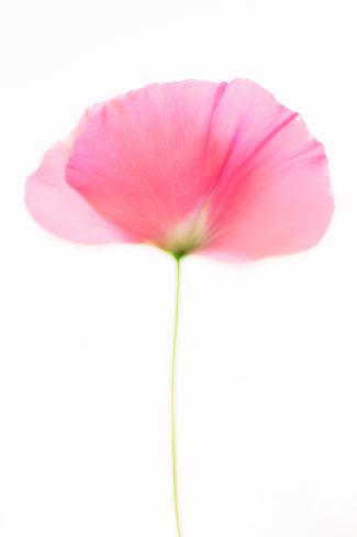 high-key poppy