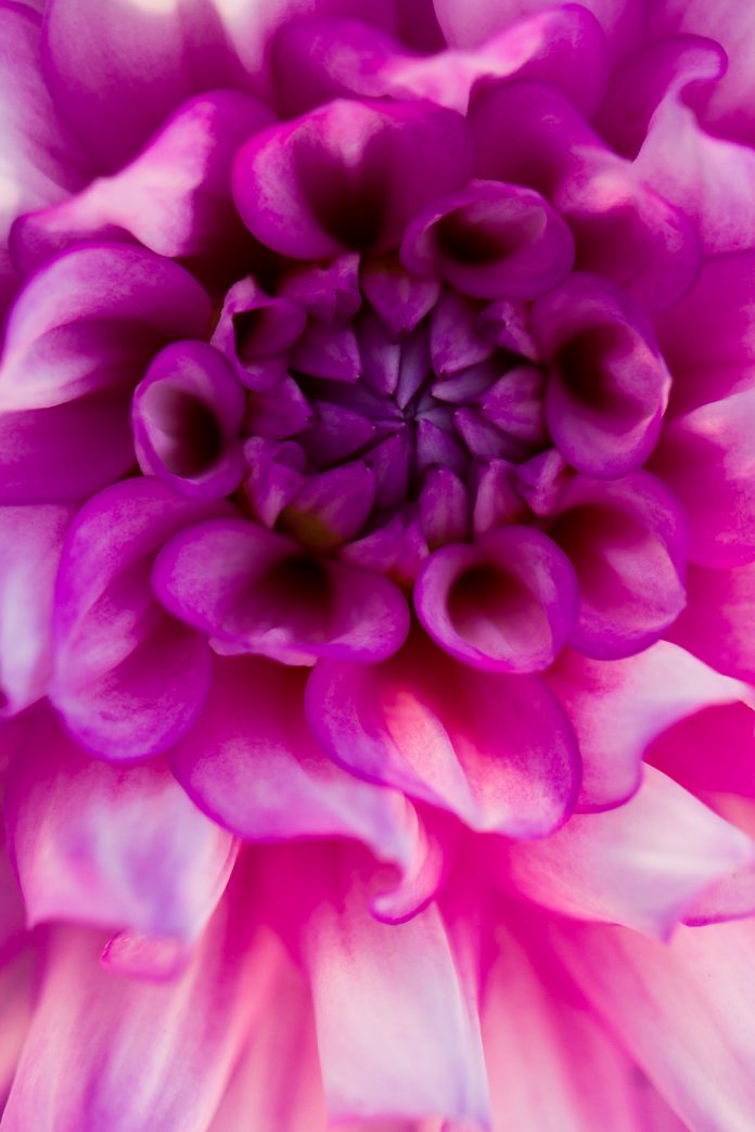 dahlia center