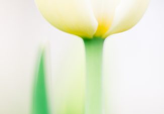tulip abstract macro lighting